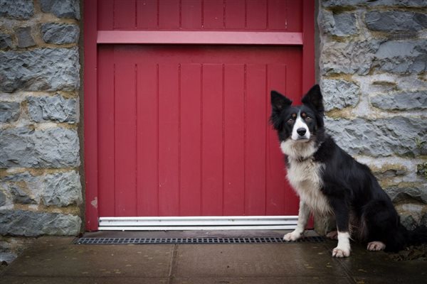 Treberfedd Farm Holiday Cottages Eco Holidays sheepdog